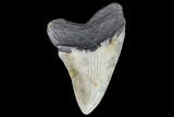 Fossil Megalodon Tooth - North Carolina #109003-2